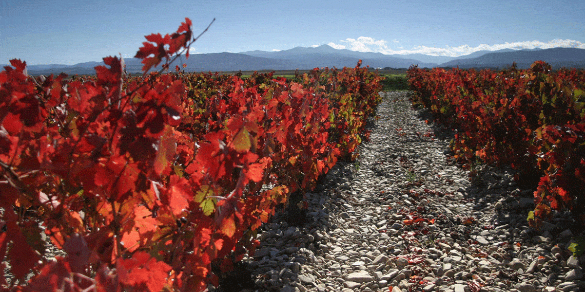 Emperatriz-Vinedo-rojo