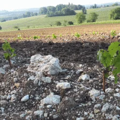 Wijngaarden van Domaine Horgelus, Colombard en Sauvignon Blanc druiven in de Gascogne