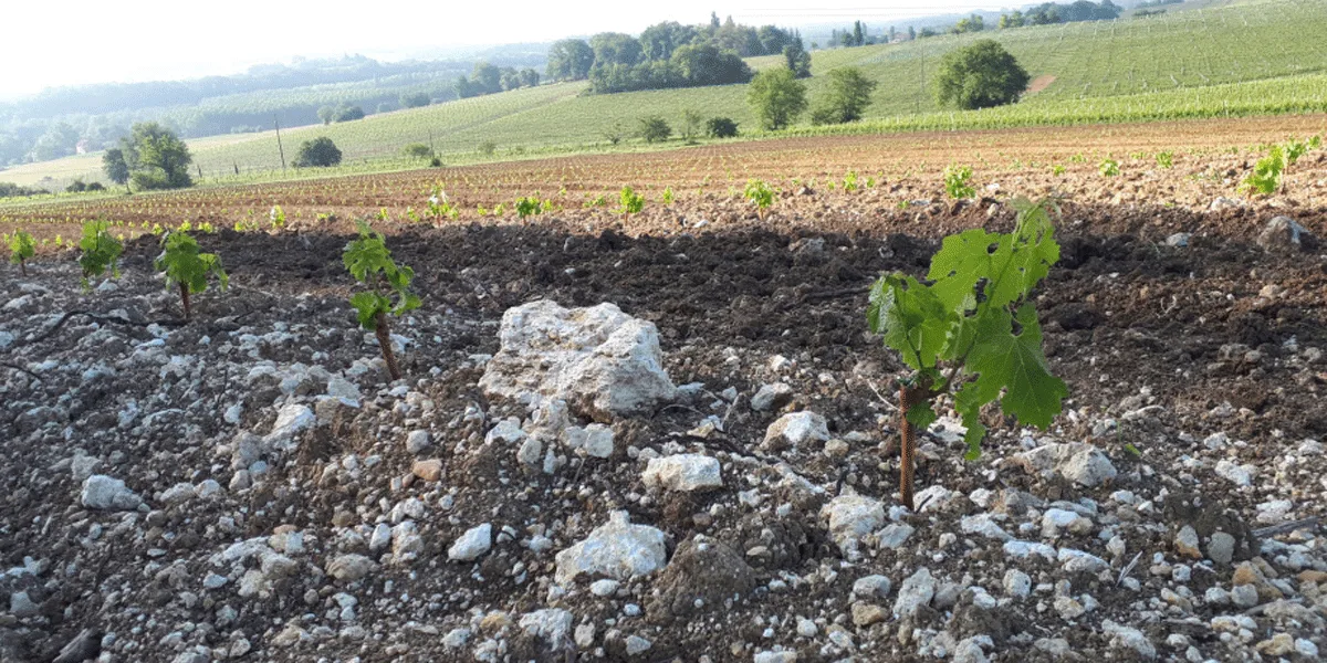 Wijngaarden van Domaine Horgelus, Colombard en Sauvignon Blanc druiven in de Gascogne
