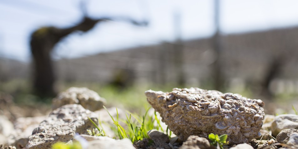 Fossiele oesterschelp in de kalkrijke kimmeridgien-bodem van Chablis Testut