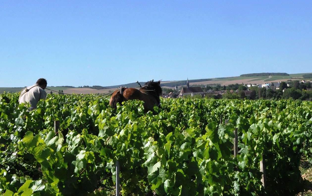 Man ploegt met een paard door de wijngaard van Domaine Testut in Chablis