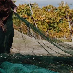 Il Muro Olio Extra Vergine di Oliva Colline  di Arezzo - Afbeelding 3