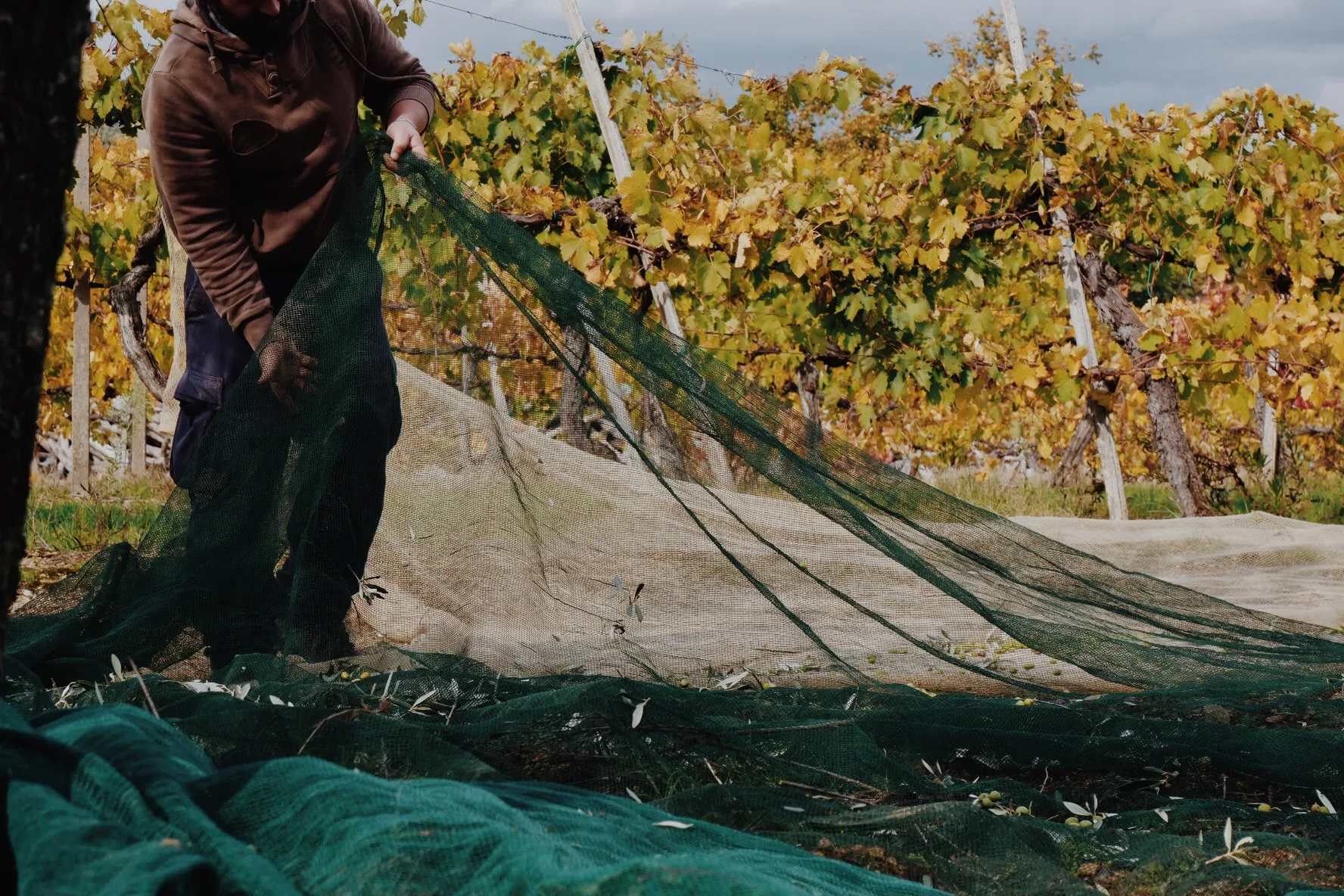 Il Muro Olio Extra Vergine di Oliva Colline  di Arezzo - Afbeelding 3