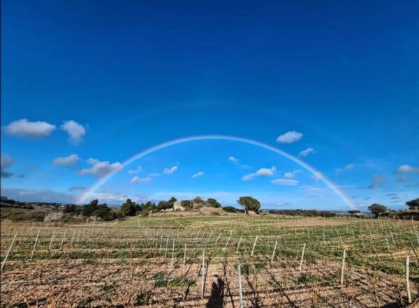 Mas de Caprice Rainbow