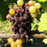 Carpinus Shrivelled Furmint