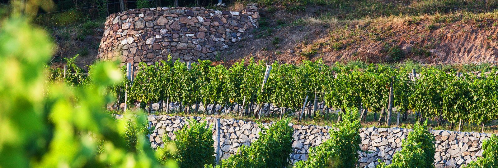 Carpinus Vineyard dulok_poklos