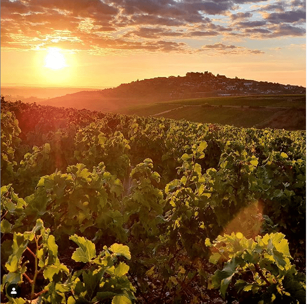 Domaine Martin Harvest 2020